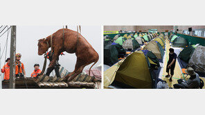 “지붕위의 소를 구하라”… 마취총 쏘고 크레인으로 끌어내려