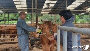 “거센 물살에 80㎞ 떠내려간 소, 살아남다니”…합천 한우, 무사 귀가