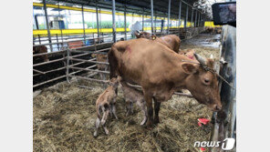집중호우 피해 지붕 오른 소, 쌍둥이 출산