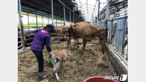 지붕 위 어미 소의 기적…구사일생 구조되자 쌍둥이 송아지 출산