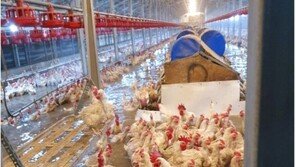 ‘말복’ 코앞인데 닭고기 값 1주일만에 34% 급등…치킨값 또 오르나