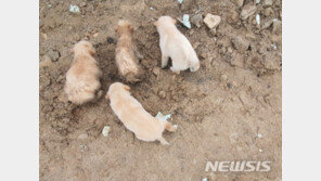 땅 파며 우는 어미개의 모성애…수해로 땅에 묻힌 강아지 구조