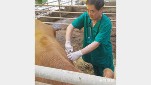 ‘지붕 대피’ 구례 소 5마리 결국 죽어… 농민들 “마음 무너져”