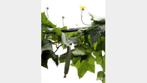 전신줄 수세미[고양이 눈]