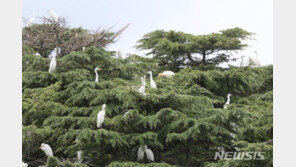 백로류 왜가리·중대백로 전국 곳곳 서식…평균 해발고도 136m