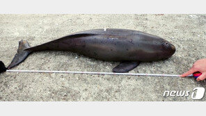 ‘웃는 돌고래’ 연쇄사망 용의자는?…제주서 부검통해 밝힌다