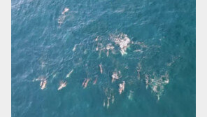 제주 앞바다서 멸종위기 ‘남방큰돌고래’ 무리 포착…점프 장면 ‘장관’ 