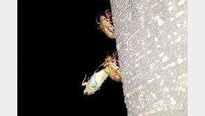 [청계천 옆 사진관]매미는 왜 우는가?