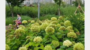 활짝 핀 수국 향기 맡으며…