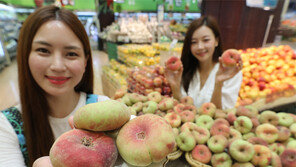 “도넛 모양 ‘납작 복숭아’ 맛보세요”