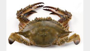 “금어기 끝… 꽃게가 돌아왔다”