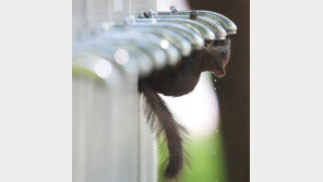 옹달샘[고양이 눈]