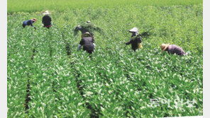 콩밭 매는 농민들