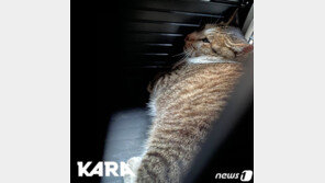 동묘시장 고양이 학대 논란 상인 …경찰 ‘혐의없음’ 불기소