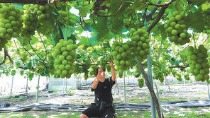 청포도가 익어가는 계절, 우리가 바라는 ‘손님’은 언제쯤…