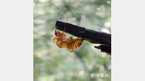 매미 허물[고양이 눈]