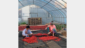 박미선, 시어머니와 다정한 고추 말리기…“농사 짓는 분들 파이팅”