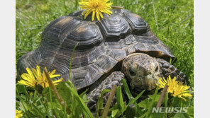 미국서 집 나간 거북이 74일만에 상봉…가출 거리는 1㎞