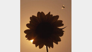 일식[고양이 눈]