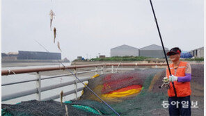 가을 망둑어가 줄줄이…