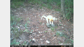 국립생태원 설치 카메라에 온몸 하얀 멸종위기 ‘담비’ 포착