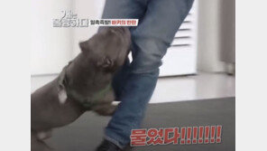 ‘개통령’ 개에 물려… KBS, 사고장면 그대로 내보내