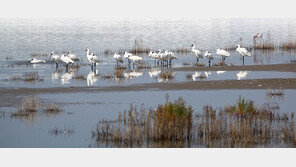 매립예정지 영종도 ‘멸종위기종 흰발농게’ 최대 서식지로 밝혀져
