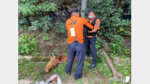 ‘소생크 탈출’ 배수로 빠진 어미소 구출 작전