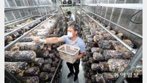 AI기법으로 버섯재배 성공