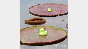 연잎 타고 거리 두기[고양이 눈]