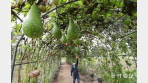 닿을 듯 말 듯… 그래도 곳곳에 연둣빛 희망이