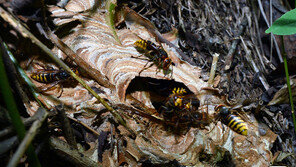 ‘말벌떼 쏘임 사고 주의보’…장수말벌, ‘꿀벌 500배’ 독