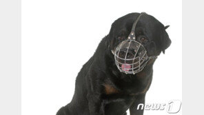 스피츠 물어 죽인 로트와일러 견주 재물손괴 혐의로 검찰행