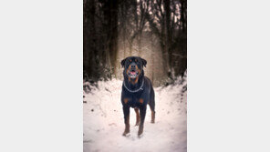 스피츠 물어 죽인 ‘맹견’ 로트와일러 견주 기소의견 檢 송치