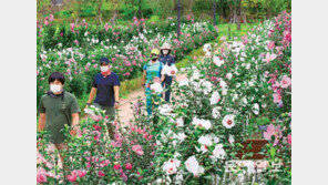 만개한 무궁화… 꽃잎이 지기 전에 벗고 싶다 마스크