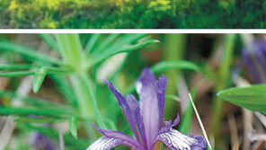 평화누리길에 한반도 식물 25% 서식