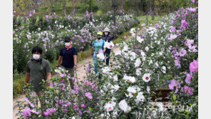 “삼천리 강산에 우리나라 꽃~”…마스크 쓴 시민들 사로잡은 무궁화[청계천 옆 사진관]