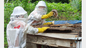 “창문에 축구공만한 말벌집이…” 가을폭염 주택가 벌떼 주의보
