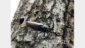 멸종위기 장수하늘소, 5년 만에 성충 성공…국내 야외실험 최초