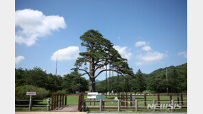 인고의 세월 버틴 속리산 ‘정이품송’ 위엄…태풍 ‘마이삭’ 견뎌