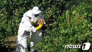 최근 3년간 31명 벌에 쏘여 사망… 추석 전 벌초 ‘조심’