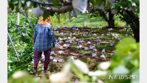 “1주일만 버텼으면 추석판매 가능했는데”…배 재배농 한숨