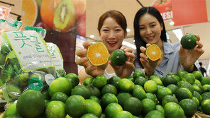 “상큼한 제주 풋귤 맛보세요”