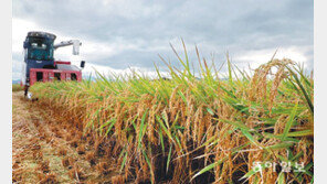 부산지역 첫 벼베기