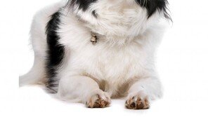 용감한 보더콜리, 주인 공격하는 퓨마 물어뜯어 목숨 구해