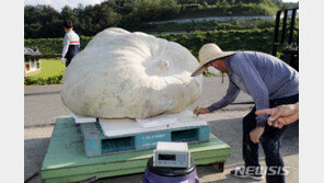 의령 초대형 슈퍼호박, 465㎏ 국내기록 경신