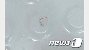 인천 수돗물서 또 벌레?…市 “깔따구 아닌 실지렁이”