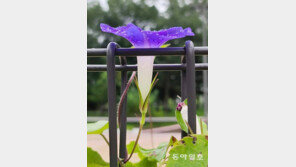 기쁜 소식[고양이 눈]