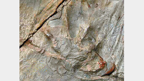 울주 암각화 발자국 화석 주인공은 1억 년 전 ‘코리스토데라’