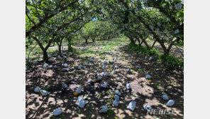 장마에 태풍에 金값된 채소·과일…추석 장보기 겁나네